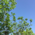 QQ头像