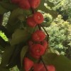 青海网友18159