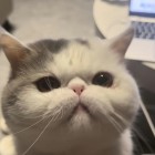 QQ头像