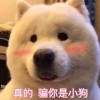 新疆网友80003