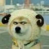 评论头像