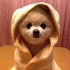 河北网友96360