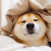 云南网友30980