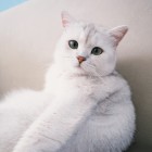 QQ头像