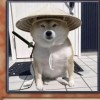 湖南网友66875