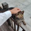 评论头像