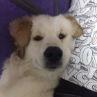 QQ头像