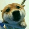 评论头像