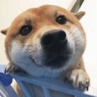 QQ头像