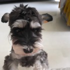 QQ头像