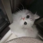 QQ头像