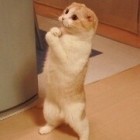 QQ头像