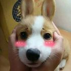 QQ头像