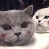 网友昵称：Zalo电脑版