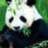 上海网友46918