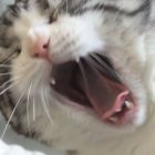 QQ头像
