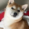 评论头像