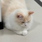 QQ头像
