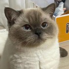 QQ头像