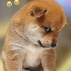 江苏网友38131
