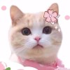 吉林网友35108