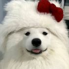 QQ头像