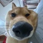 QQ头像