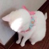 评论头像
