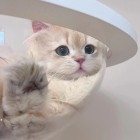 QQ头像