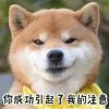 甘肃网友15782