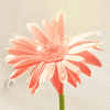 节省TRX手续费