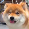 北京网友67655