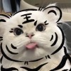广西网友25717