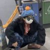 河南网友36311