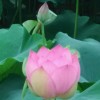 宁夏网友86358