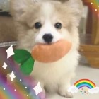 QQ头像