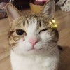宝云萌国e福