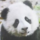 QQ头像