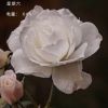 江苏网友33016