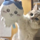 QQ头像
