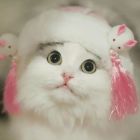 QQ头像