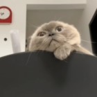 QQ头像