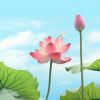 西藏网友97671