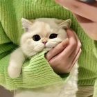 QQ头像