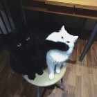 QQ头像