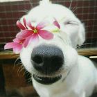QQ头像