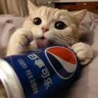 QQ头像