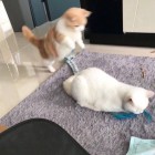 QQ头像