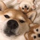 QQ头像
