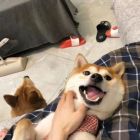 QQ头像